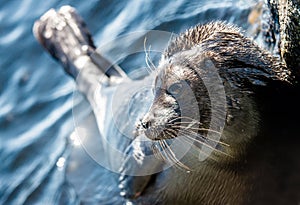 The Ladoga ringed seal. Side view portrait. Close up. Scientific name: Pusa hispida ladogensis. The Ladoga seal in a natural