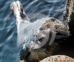 The Ladoga ringed seal. Side view portrait. Close up. Scientific name: Pusa hispida ladogensis. The Ladoga seal in a natural