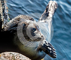 The Ladoga ringed seal. Side view portrait. Close up. Scientific name: Pusa hispida ladogensis. The Ladoga seal in a natural