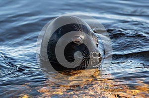 The Ladoga ringed seal swimming in the water. Blue water background.