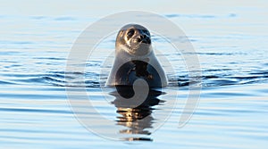 The Ladoga ringed seal swimming in the water. Blue water background.