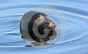 The Ladoga ringed seal swimming in the water. Blue water background.