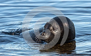 The Ladoga ringed seal swimming in the water. Blue water background.  Scientific name: Pusa hispida ladogensis. The Ladoga seal in