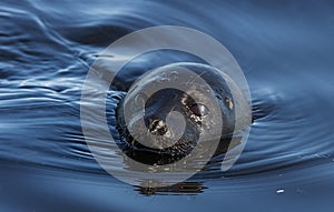 The Ladoga ringed seal swimming in the water. Front view. Blue water background.  Scientific name: Pusa hispida ladogensis. The