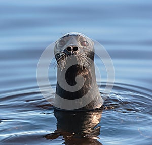 The Ladoga ringed seal swimming in the water. Front view. Blue water background.