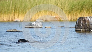 Ladoga ringed seal in water