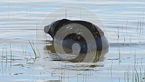 Ladoga ringed seal in water