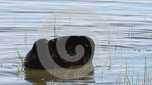 Ladoga ringed seal in water