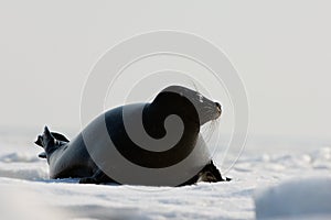 The Ladoga seal.