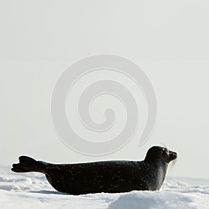 The Ladoga seal on ice.