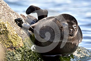 The Ladoga seal photo