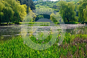 Ladscape: green trees in forest reflecting in water