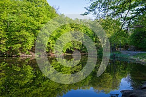 Ladscape: green trees in forest reflecting in water