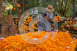 The lady adorns the tomb with flowers of cempasuchil the day of the dead.