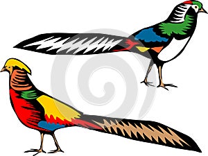 Lady Amherst and golden pheasant