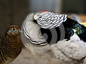 Lady Amherst's Pheasant