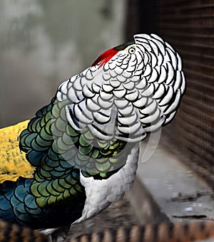 Lady Amherst's Pheasant