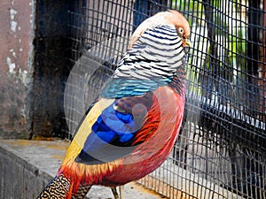 Lady Amherst\'s pheasant bird at Malsi, Dehradun City Zoo. Uttarakhand India