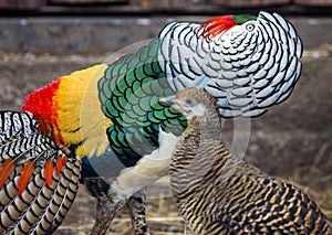 Lady Amherst`s pheasants in nuptial dance