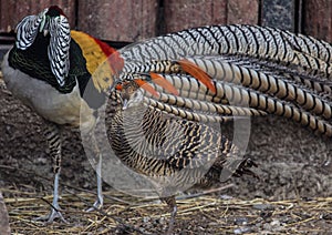 Lady Amherst`s pheasants in nuptial dance