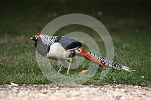 Lady amhersts pheasant, Chrysolophus amherstiae