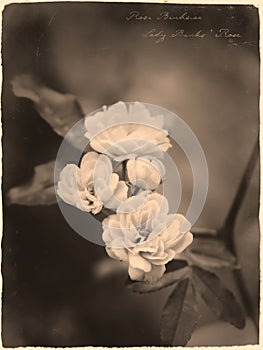 Lady Banks` Rose Rosa banksiae in antique old photograph style with cursive annotation label