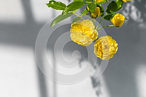 Lady Banks' roses (Rosa Banksiae Lutea) over uniform background