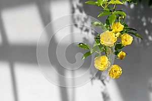 Lady Banks' roses (Rosa Banksiae Lutea) over uniform background