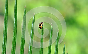 Lady beetle