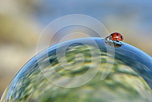 Lady beetle