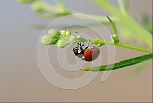 Lady-beetle
