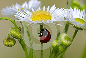 Lady-beetle