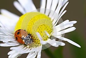 Lady-beetle