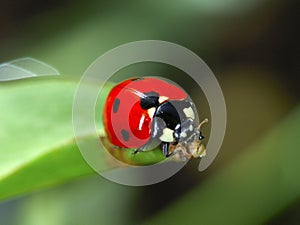 Lady Beetle