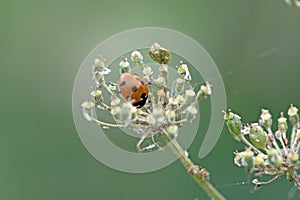 Lady beetle on asthma plant