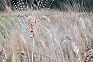 Lady Beetle in barley fields