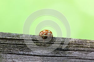The lady beetle Calvia decemguttata