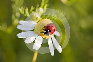 Lady beetle on chamomile flower in spring