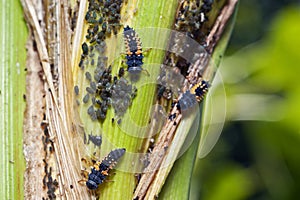 Lady beetle larva among an aphid colony on a corn plant photo
