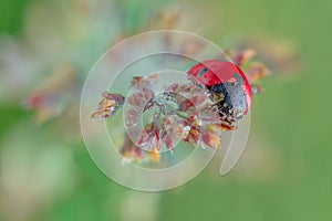 Lady-beetle in the morning dew