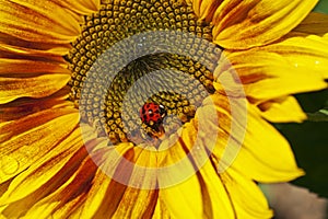 Lady beetle on a sunflower