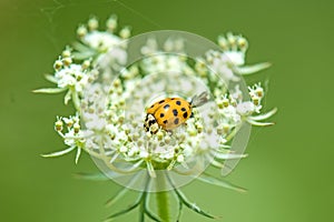Lady beetle on a wild carrot