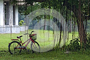 Lady Bike under the tree in a public park in rainy season