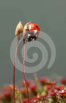 Lady-bird beetle climb down