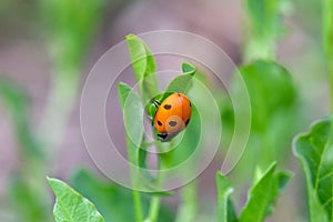 Lady Bird Beetle on Green Leaf 02