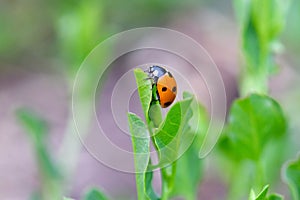 Lady Bird Beetle on Green Leaf 04