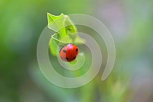 Lady Bird Beetle on Green Leaf 13