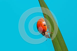 Lady bird on the grass blade
