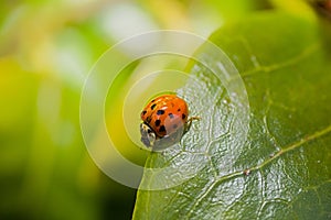 Lady Bird On A Green Leaf Macro