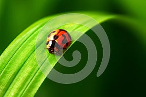 Lady bird on green leave
